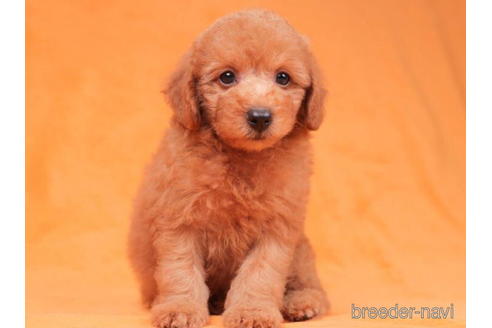 成約済の千葉県のトイプードル-198191の5枚目